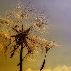 фото "Tragopogon"