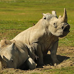 фото "Rhino`s Song"