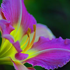 photo "Day Glo"