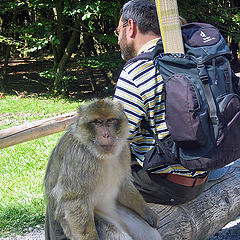 photo "Though to sit humanly"