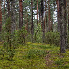 photo "In the pine wood"