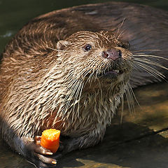 photo "Otter"