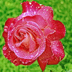 photo "Rose and rain"