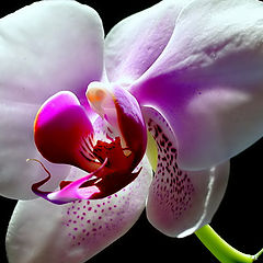 фото "An Orchid...."