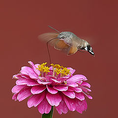 фото "Macroglossum stellatarum -molia colibri"