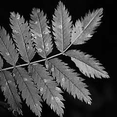 photo "The Herbarium"