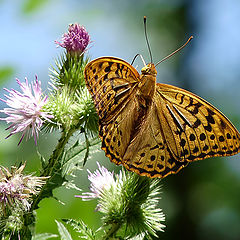 фото "Argynnis paphia"