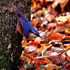 photo "Little blue bird"