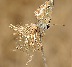 photo "Plebejus (Aricia) cramera"