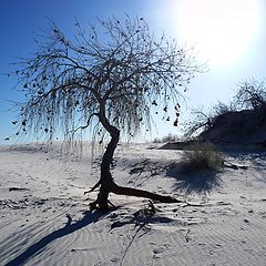 photo "White desert sun"