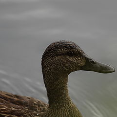 photo "Lady Duck"