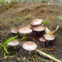 фото "FUNGI"