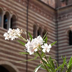 photo "Flowers with the history in background"