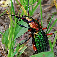 photo "The monster from the grass"