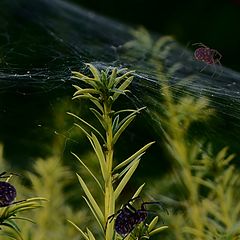 photo "Spiders, net and green"