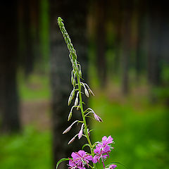 photo "Forest flower"