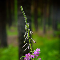 фото "Лесной"