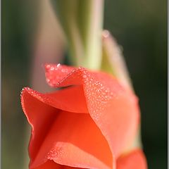 photo "Метаморфозы августа 2"