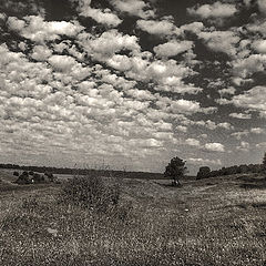 photo "BW field"