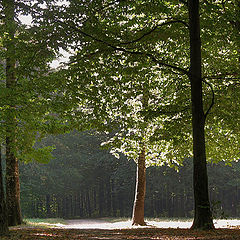 photo "The Solar Glade"