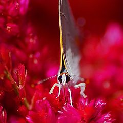 photo "Wings Up"