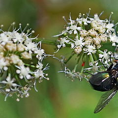 фото "Relative Pollinisation"