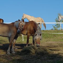 photo "six on the hill"