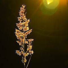 photo "The light"