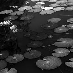 фото "water lily"