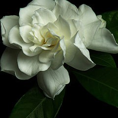 фото "The Very Thought of You"