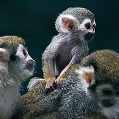 photo "Family pyramid"