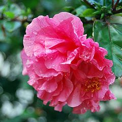 фото "RED HIBISCUS"