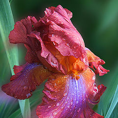 photo ""Terre de Feu" (Iris)"