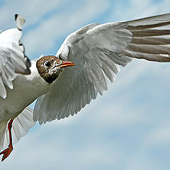 photo "In flight"