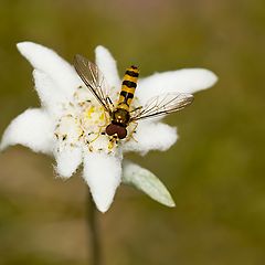 photo "edelweiss"