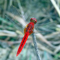 photo "DRAGON FLY"