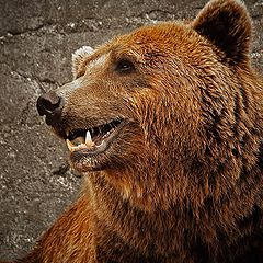 photo "Ursus arctos"