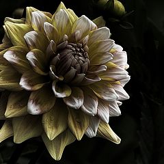 photo "dahlia"