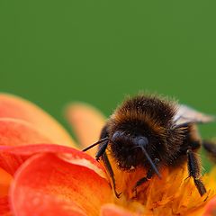 photo "unique visitor"