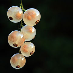 фото "Ribes rubrum"