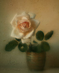 фото "Роза из моего сада"