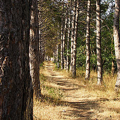 фото "тропинка"