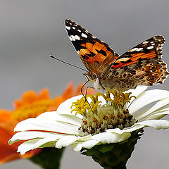 фото "Vanessa cardui"