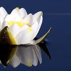 photo "Again  white water lily"