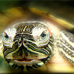 photo "макро,красноухая черепаха"