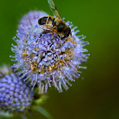 photo "The Bee"