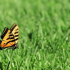 photo "Fly timE"