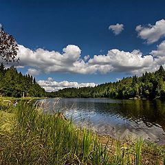 photo "Forest lake at midday."