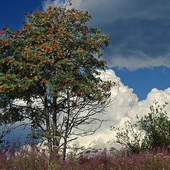 photo "European rowan tree"
