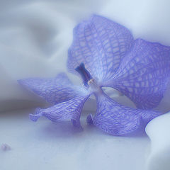 photo "Dreams of Blue Orchid"